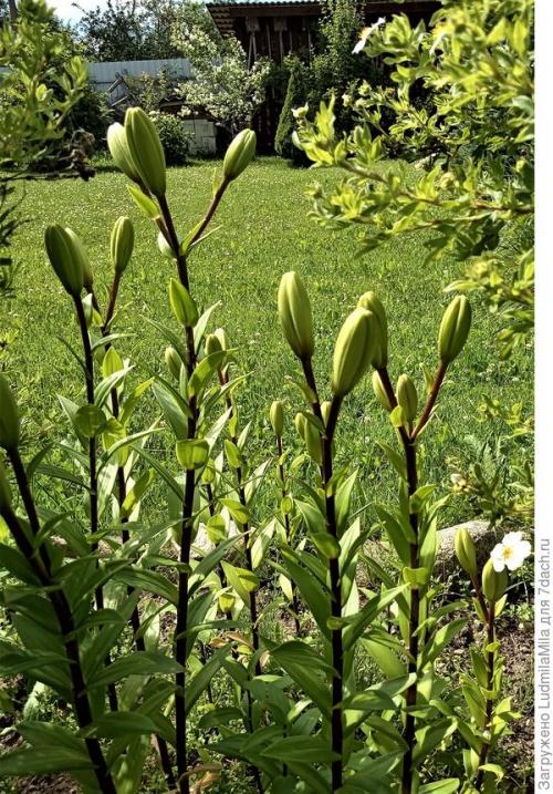 Рыбья мука, как удобрение способ применение. Рыбная мука, как удобрение