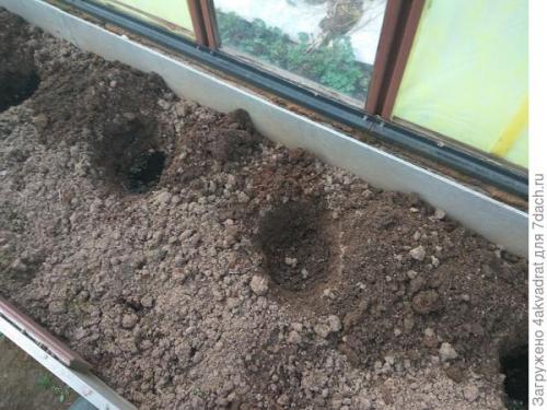 Используем рыбную муку для удобрения томатов. Устройте томату «рыбный день», и это не обязательно четверг