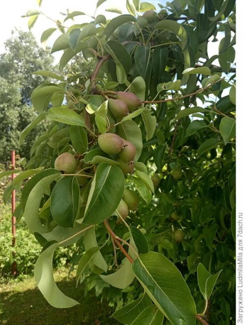 Какой эффект на рост и урожайность перца оказывает добавление рыбной муки. Рыбная мука, как удобрение