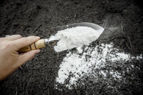 Как выбрать подходящую муку для улучшения почвы: советы садоводам 07 Как выбрать подходящую муку для улучшения почвы: советы садоводам 07