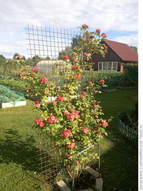 Какой эффект на рост и урожайность перца оказывает добавление рыбной муки. Рыбная мука, как удобрение