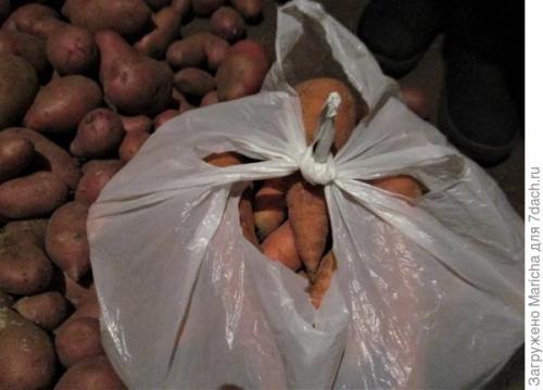 Как хранить морковь в погребе форум. До весны морковь, поверь, сохранится без потерь!