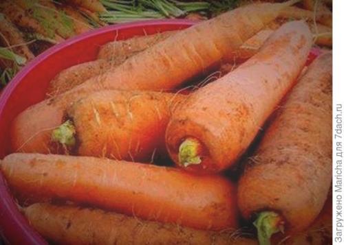 Как хранить морковь в погребе форум. До весны морковь, поверь, сохранится без потерь!