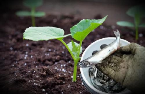 Влияют ли рыбные отходы на качество урожая. Рыбы полный огород! Мощная подкормка из отходов