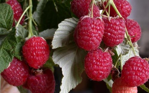 Как использовать рыбную муку для повышения урожайности растений: советы и рекомендации 03