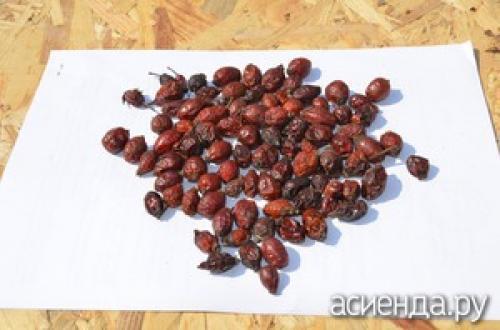 Можно ли сушить шиповник на солнце, и как это сделать правильно. Как сушить шиповник на балконе. Как правильно сушить шиповник