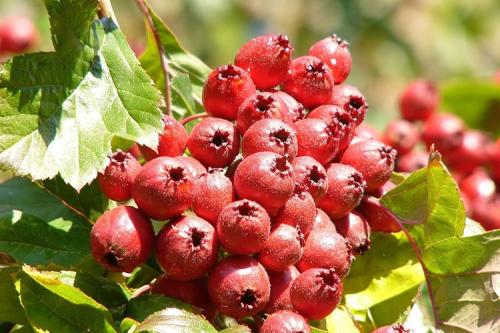 Как сушить боярышник в духовке. Как сушить ягоды боярышника в домашних условиях