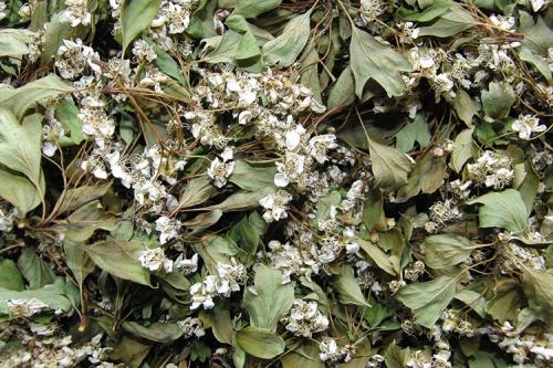 Как сушить боярышник в духовке. Как сушить ягоды боярышника в домашних условиях