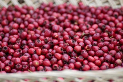 Как сушить боярышник в духовке. Как сушить ягоды боярышника в домашних условиях