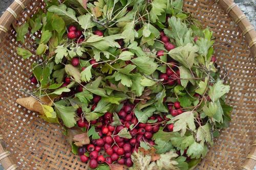 Как сушить боярышник в духовке. Как сушить ягоды боярышника в домашних условиях