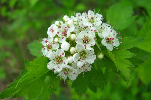 Как сушить боярышник в духовке. Как сушить ягоды боярышника в домашних условиях