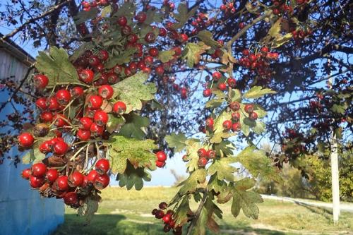 Как сушить боярышник в духовке. Как сушить ягоды боярышника в домашних условиях