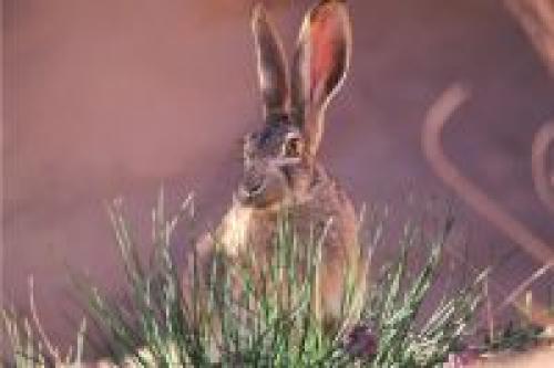 Как отвадить зайцев от сада. Пушистая угроза. Как защитить участок от зайцев?