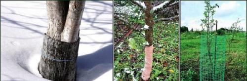 Побелка от зайцев. Как бороться с зайцами в саду