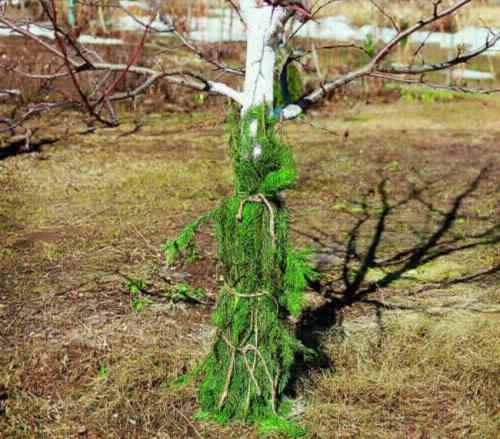 Побелка от зайцев. Как бороться с зайцами в саду