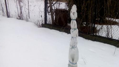 Когда обматывать яблони. Когда нужно укрывать яблони: сроки