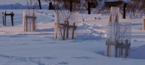 Побелка от зайцев. Как бороться с зайцами в саду