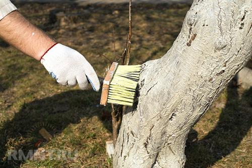 Защита стелющихся яблонь от грызунов 09