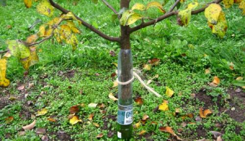 Побелка от зайцев. Как бороться с зайцами в саду