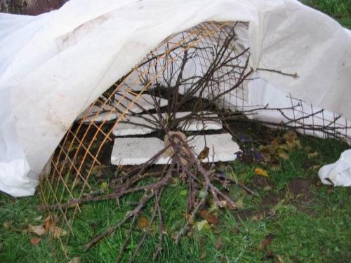 Когда обматывать яблони. Когда нужно укрывать яблони: сроки