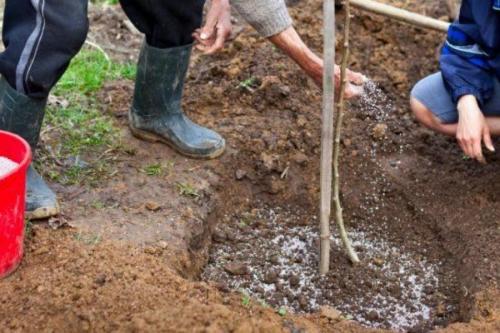 Чем подкормить груши и яблони осенью. Чем подкормить яблоню и грушу осенью для лучшей зимовки и богатого урожая