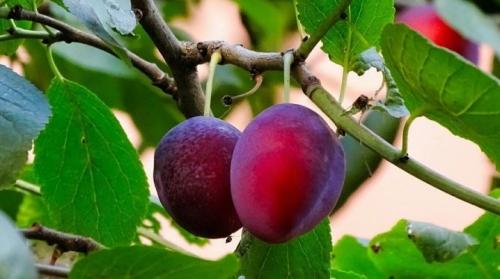 Чем подкормить сливу осенью. Чем и как подкормить сливу?