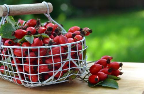 Как хранить высушенный шиповник, чтобы он не потерял свои полезные свойства. Сколько витаминов теряет шиповник при заваривании и как их сохранить