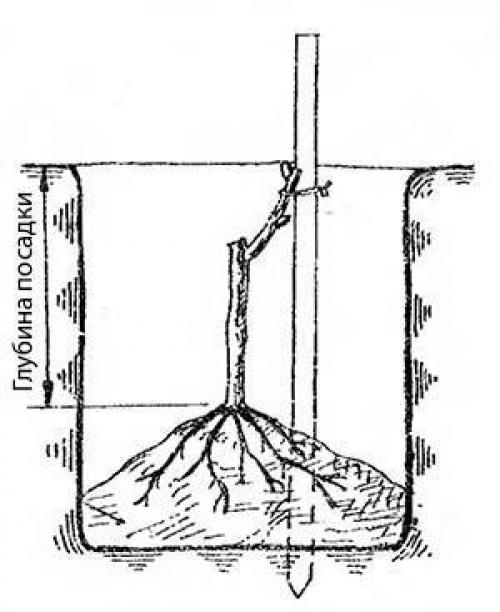 Осенний виноград: как правильно посадить для богатого урожая 04
