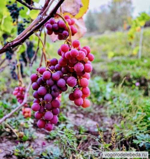 Влияет ли осенняя обрезка на урожайность виноградника в следующем сезоне. Когда начинать осеннюю обрезку винограда, чтобы не испортить будущий урожай?