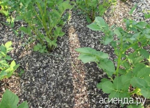 Шелуха подсолнечника, как удобрение вред. Мульчировать лузгой можно, но осторожно 13 Шелуха подсолнечника, как удобрение вред. Мульчировать лузгой можно, но осторожно 13