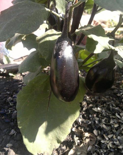 Как можно использовать лузгу от подсолнечника в саду и огороде. Способы применения