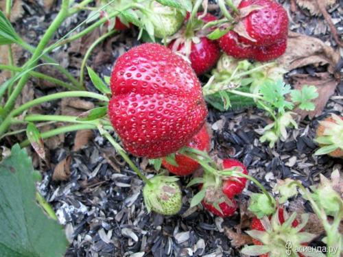 Как можно использовать лузгу от подсолнечника в саду и огороде. Способы применения