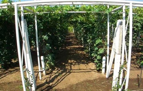 Сентябрьский уход за молодым виноградом: советы для обильного урожая 16