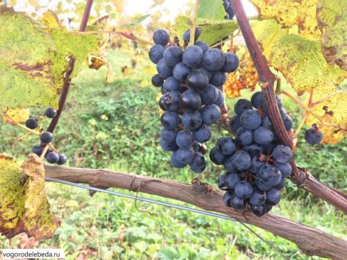 Почему сентябрь важен для ухода за молодым виноградом. Как ухаживать за виноградом в сентябре.