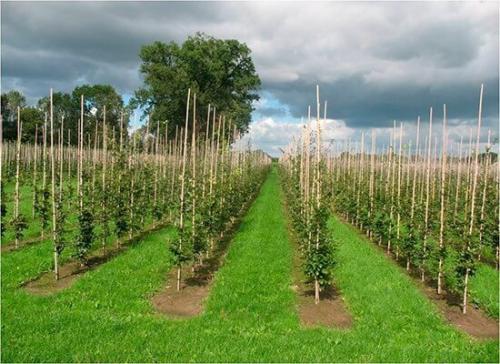 Сентябрьский уход за молодым виноградом: советы для обильного урожая 10