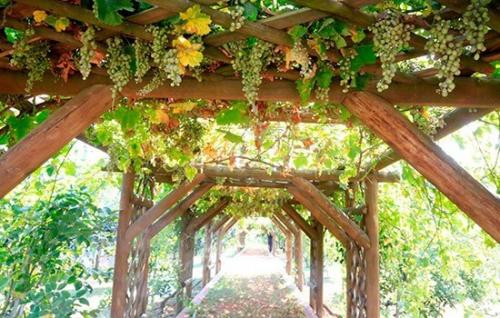 Сентябрьский уход за молодым виноградом: советы для обильного урожая 14