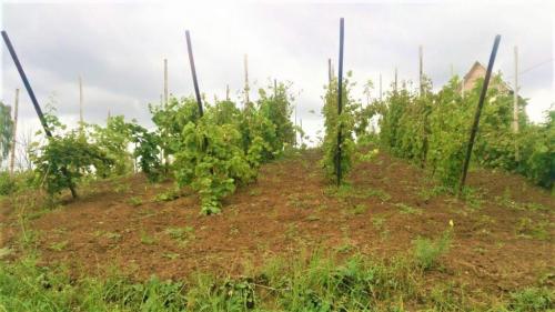 Почему сентябрь важен для ухода за молодым виноградом. Как ухаживать за виноградом в сентябре.