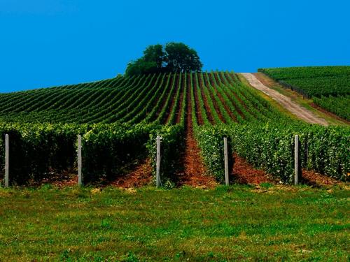 Сентябрьский уход за молодым виноградом: советы для обильного урожая 17