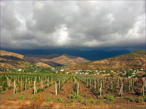 Сентябрьский уход за молодым виноградом: советы для обильного урожая 18