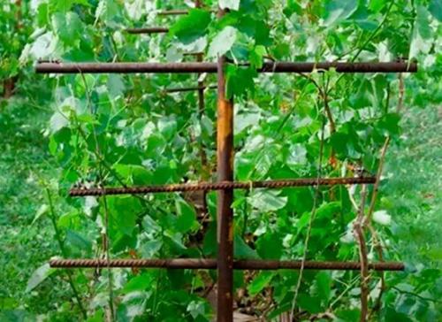 Сентябрьский уход за молодым виноградом: советы для обильного урожая 09