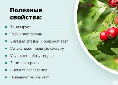 Как сушить боярышник в духовке. Как сушить боярышник в электросушилке, духовке