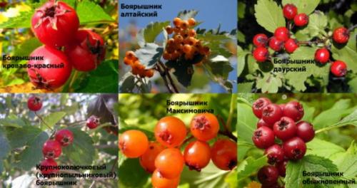 Как сушить боярышник в духовке. Как сушить боярышник в электросушилке, духовке