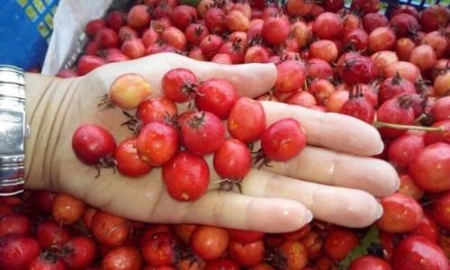 Боярышник когда собирать и как хранить. Общие правила подготовки и хранения