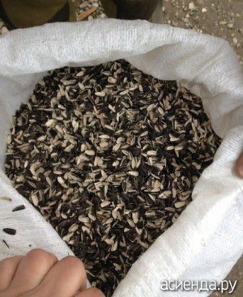 Сколько разлагается шелуха от семечек. Для чего пригодится шелуха от семечек?