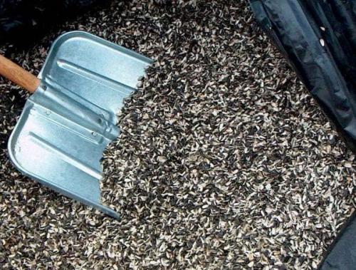 Шелуха от семечек для комнатных цветов. Шелуха от семечек, как удобрение, как применять