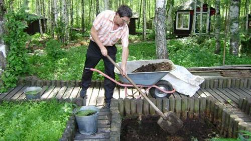 Шелуха от семечек для рассады. Применение шелухи от семечек в сухом виде