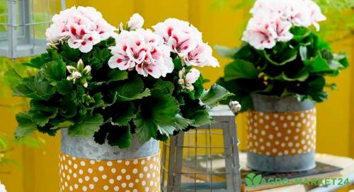 Вношу на грядки шелуху подсолнечника. Как мульчировать почву шелухой 03