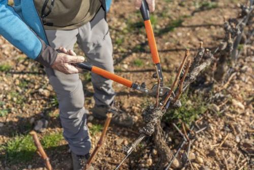 Как влияет обрезка на плодоношение винограда. Принцип плодоношения винограда