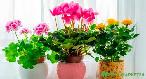 Шелуха подсолнечника, как удобрение свойства и применение. Свойства 06 Шелуха подсолнечника, как удобрение свойства и применение. Свойства 06