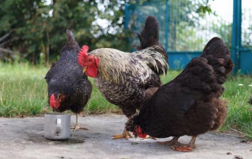 Лузга подсолнечника для кур. Можно ли кормить кур семечками подсолнуха